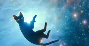 Flow